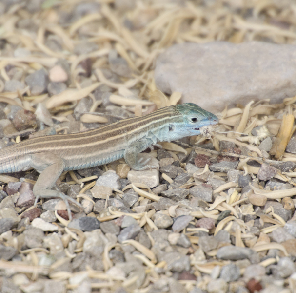 Aspidoscelis7401