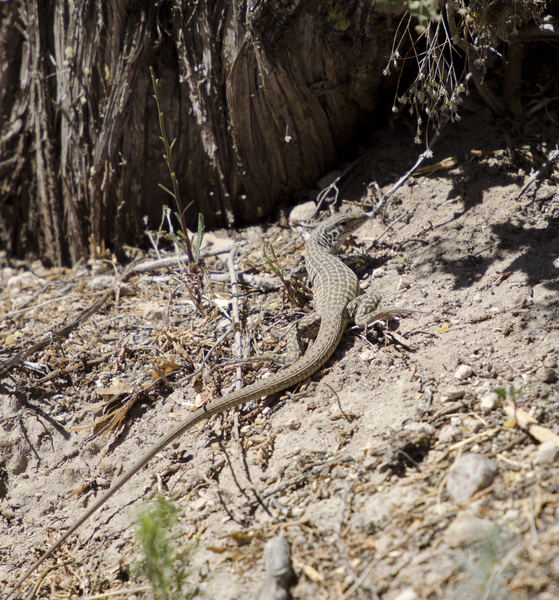Aspidoscelis7607