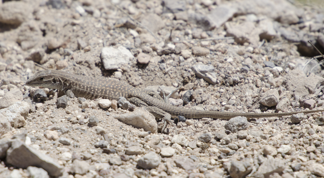 Aspidoscelis7617