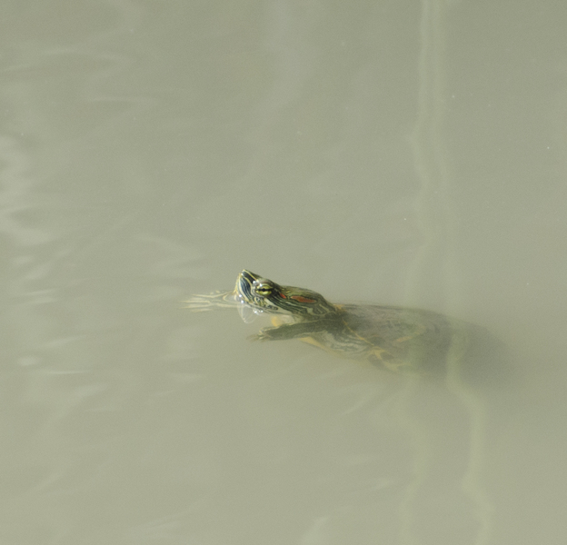 Trachemys9096