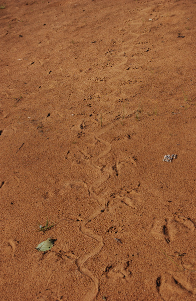 turtletracks103