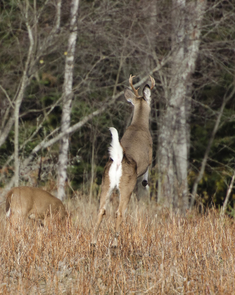 Odocoileus8102