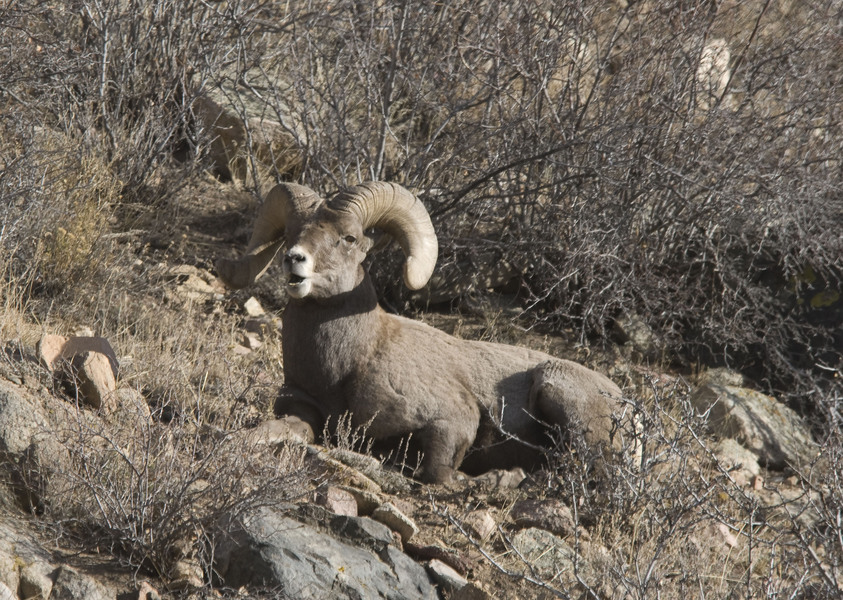 Ovis_canadensis5900