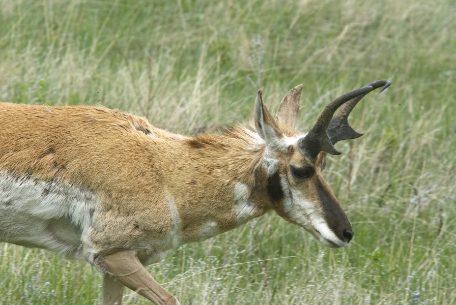 antelope7971