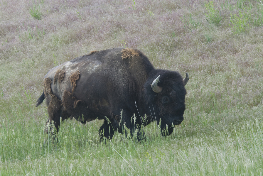 bison7873
