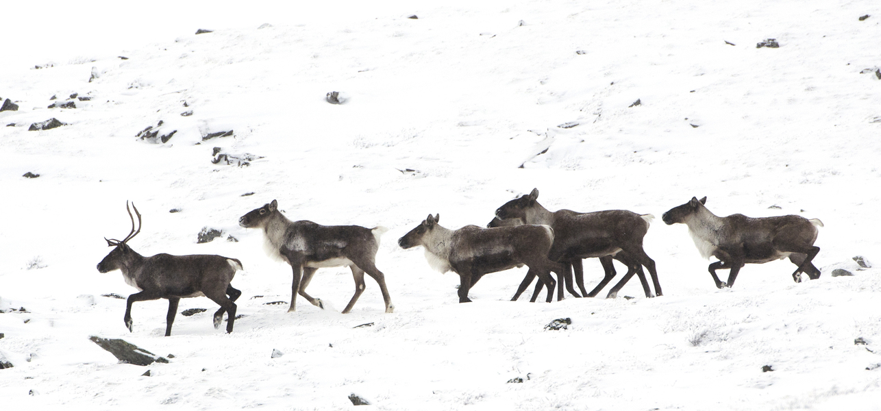 caribou6655