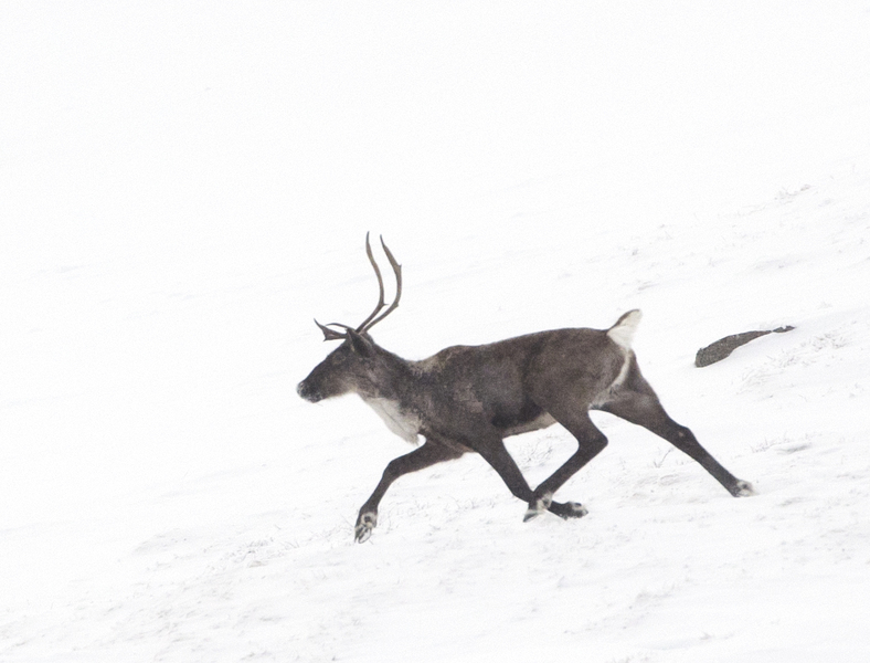caribou6660