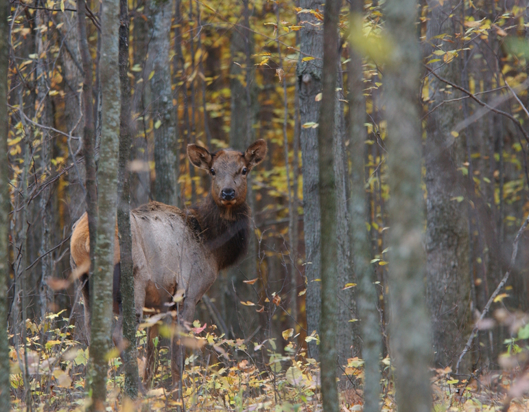 elk3161b