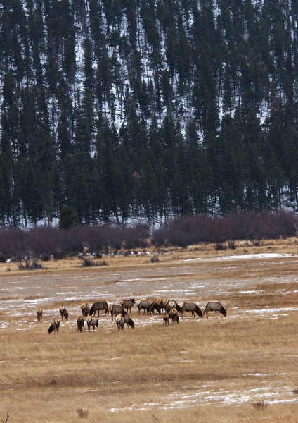 elk3230