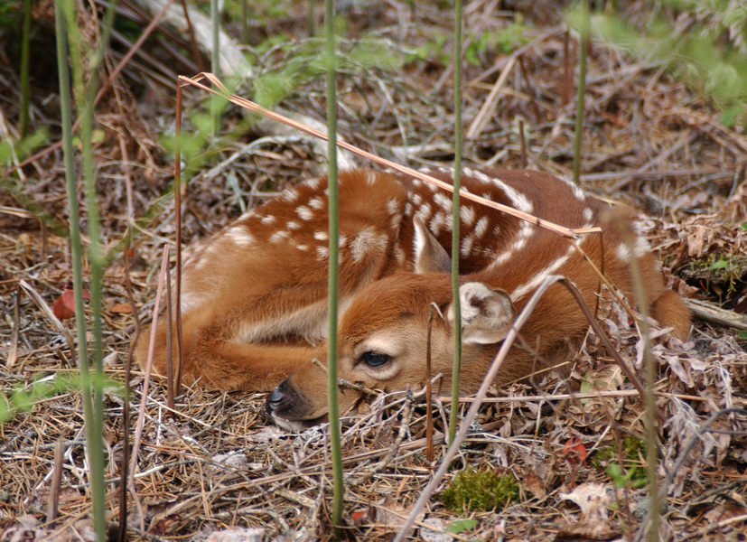 fawn7810