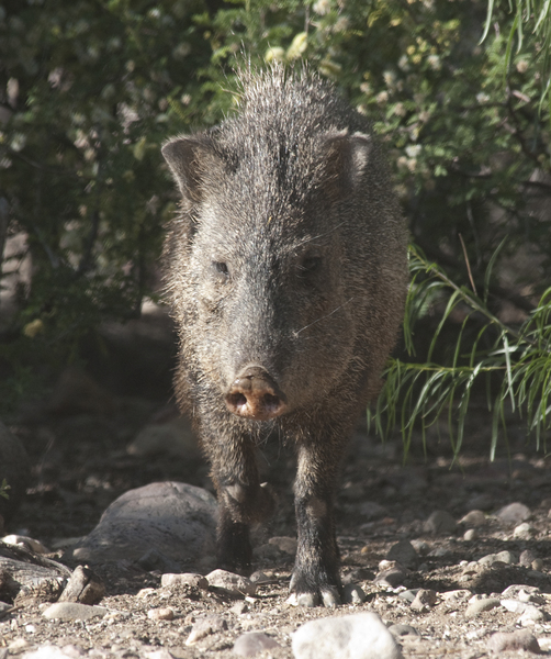 javelina1363