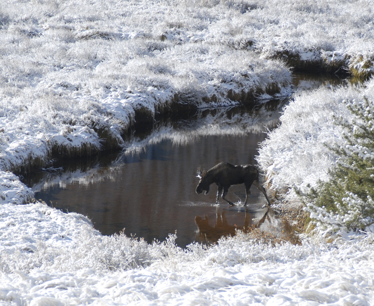moose1444