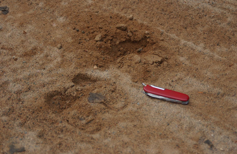 moosetracks3116
