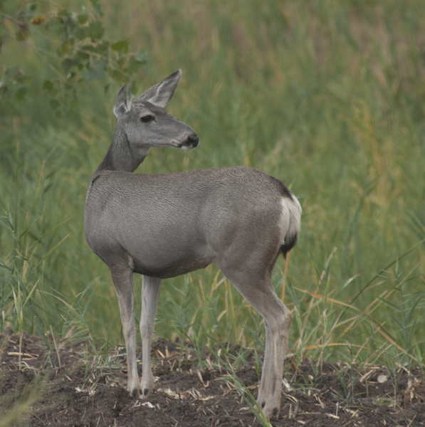 muledeer4755