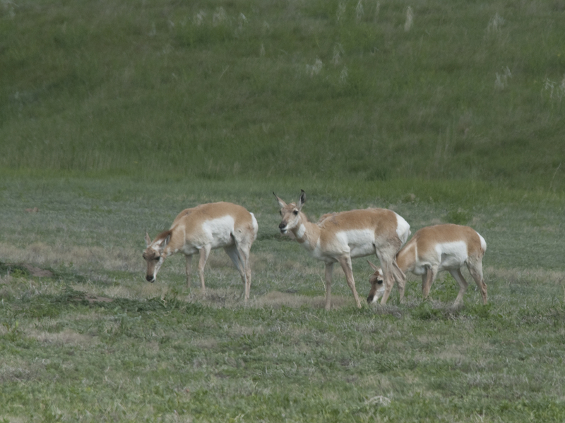 pronghorn7804