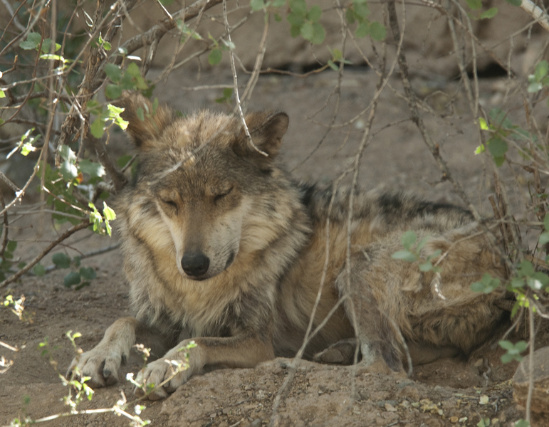Canis_lupus1496