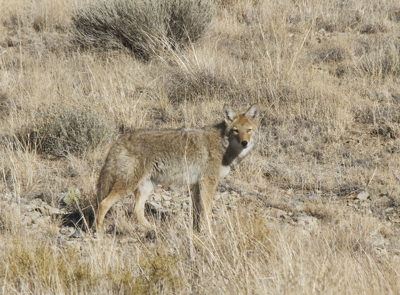 coyote5880