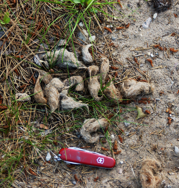 coyote_scat1508