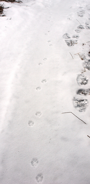 fox_tracks3543