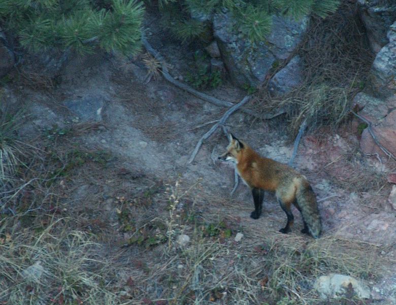 redfox6808