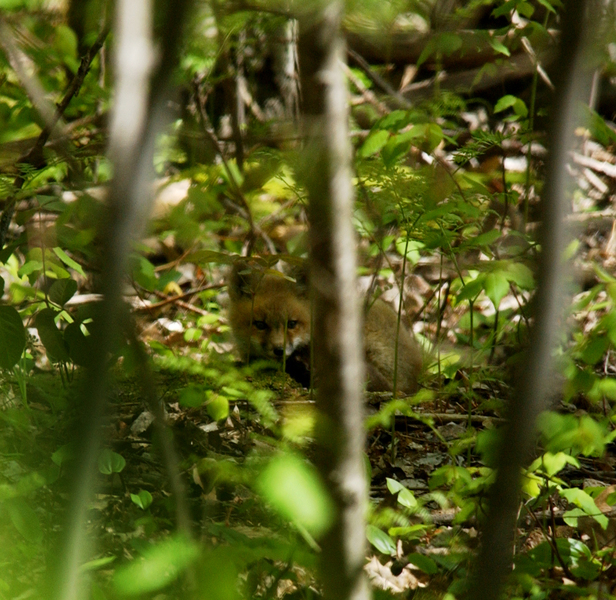 vulpes7597
