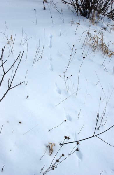 weasel_tracks3430