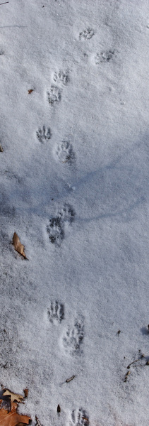 raccoon_on_ice6476