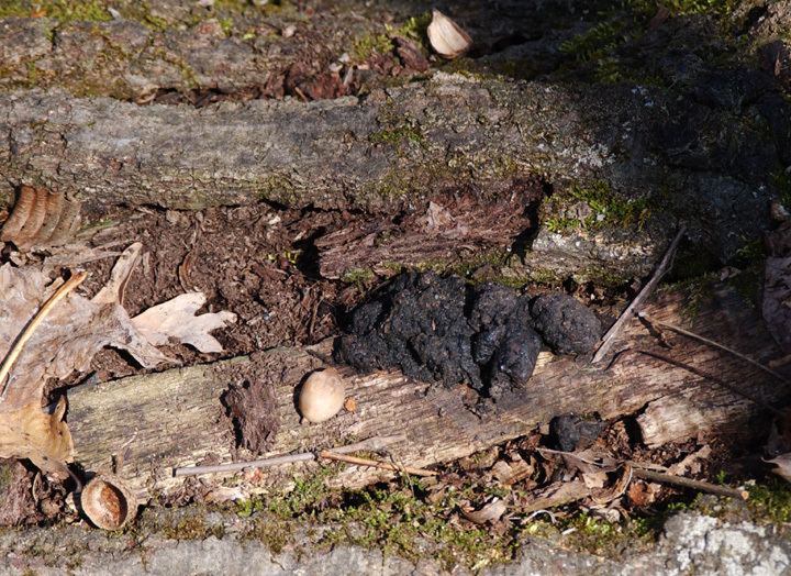 raccoonfeces