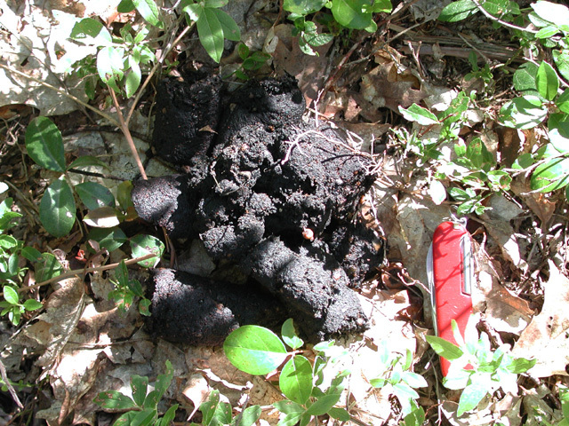 bear_scat
