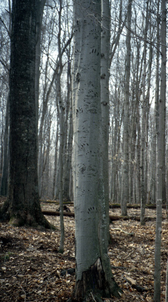 beartree