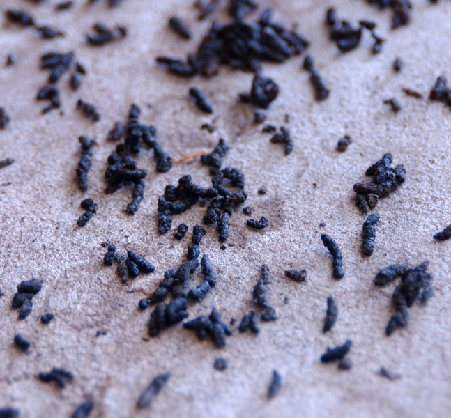 Myotis_guanocloseup