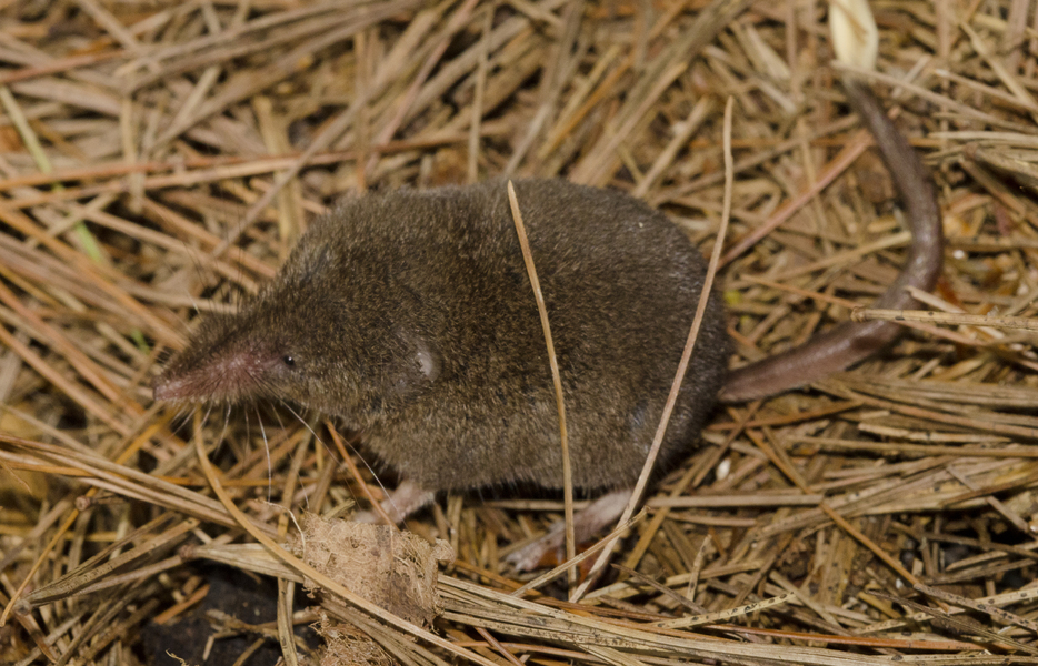 Sorex5064