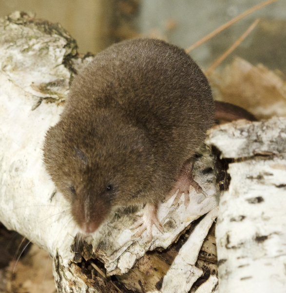 sorex_fumeus5092