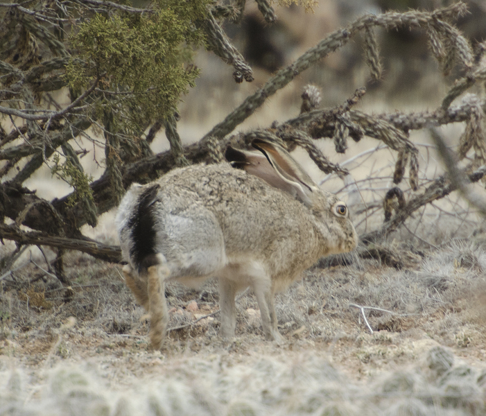 Lepus9521