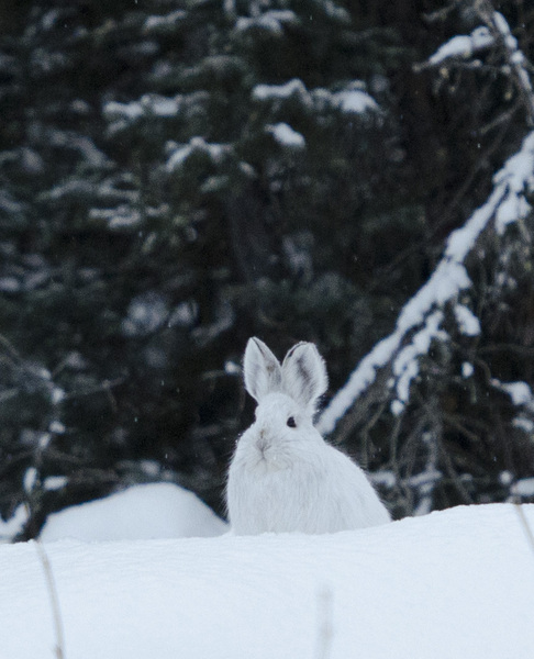 Lepus_6573