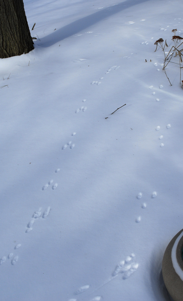 Sylvilagus_tracks2656