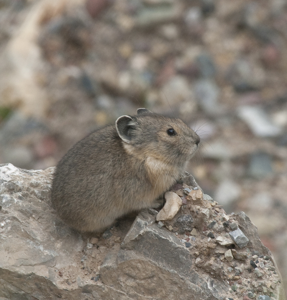 pika8899