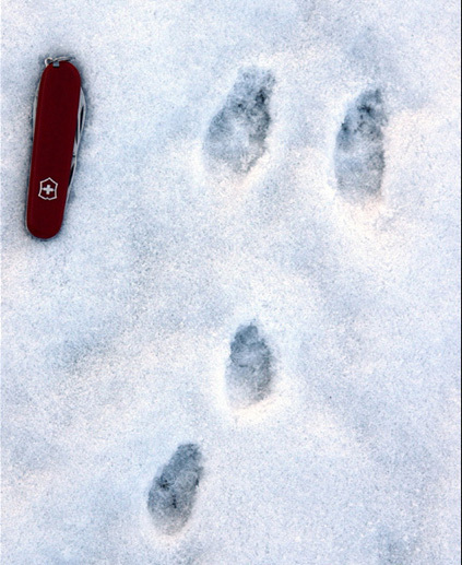 rabbittracks_crop