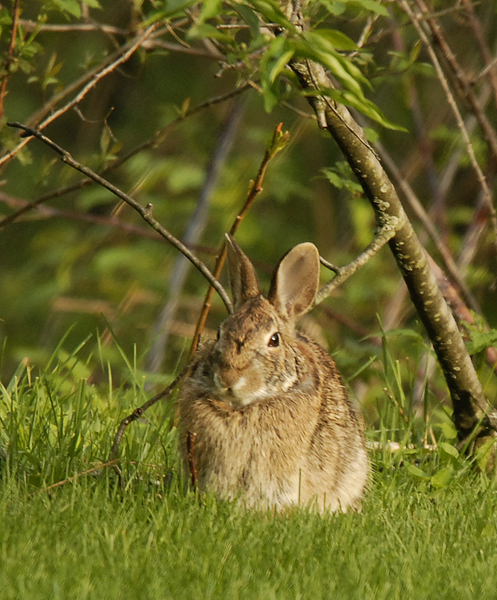sylvilagus0045