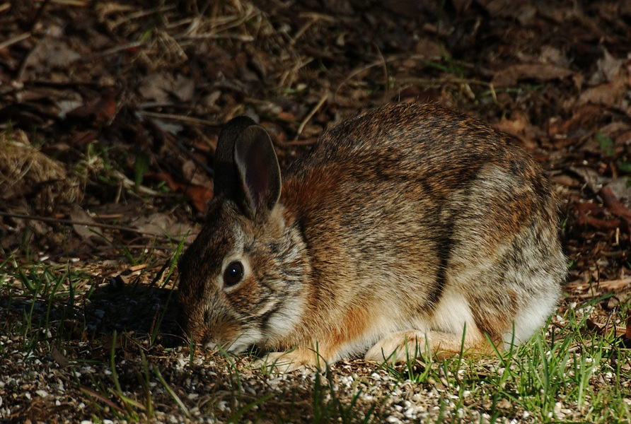 sylvilagus6545