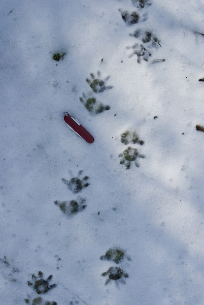 Didelphis_tracks6833