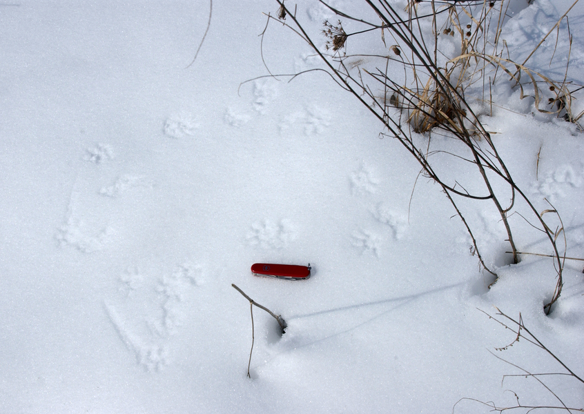 didelphis_tracks3708