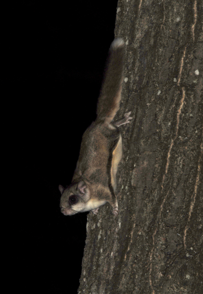 Glaucomys0030a