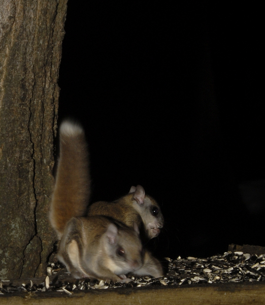 Glaucomys0049