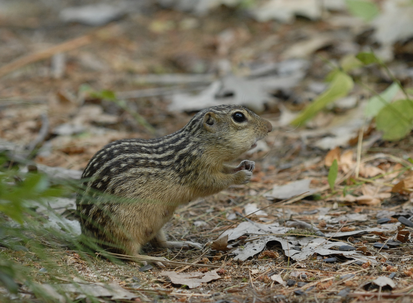 Spermophilus4345