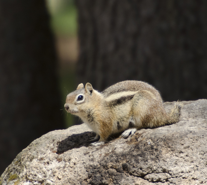 Spermophilus7825