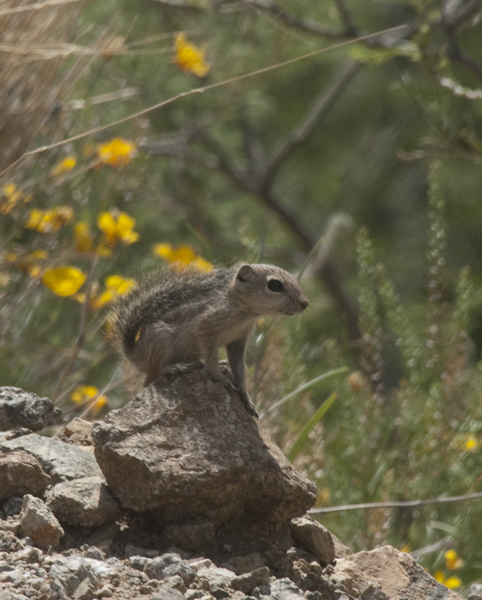 antelope_gs0566
