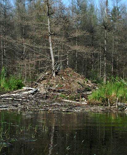 beaver_chubcr