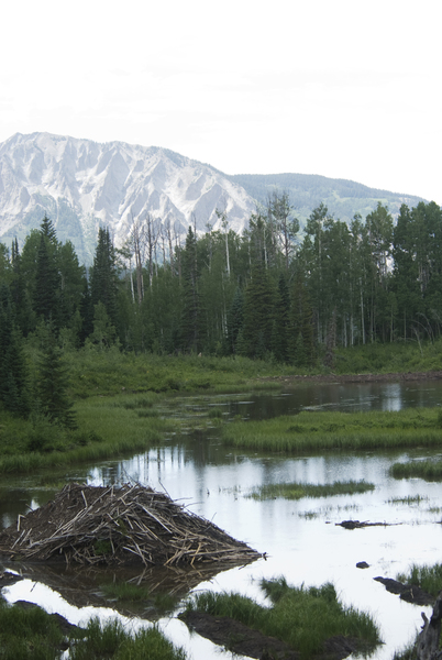 beaverpond8838