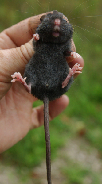 black_maniculatus6439